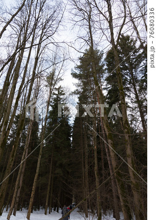 Tall trees in the winter forest. Bottom view. A group of tourists is barely visible ahead 76080336