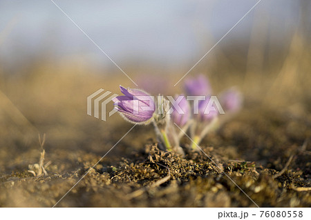 Pasque Flowers in the Springtime Pasque Flowers in the Springtime 76080558