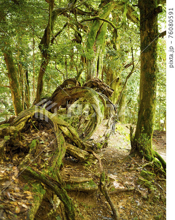 鞍馬山の山林の風景 鞍馬山の山林の風景 76080591