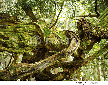 鞍馬山の山林の風景 76080595