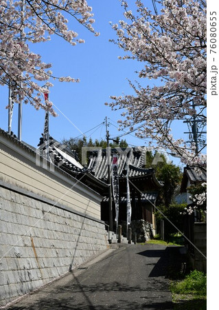 春の大智院　知多四国霊場七十一番札所 76080655