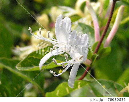 ハニーサックル 76080835