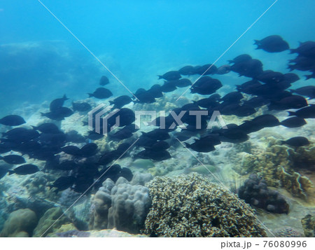 underwater world of the South China Sea shoal of fish surgeons underwater world of the South China Sea shoal of fish surgeons 76080996