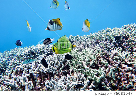 underwater world of the South China Sea underwater world of the South China Sea 76081047