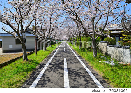 春の風景　桜並木 76081062