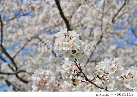 春の風景 桜並木 春の風景 桜並木 76081115