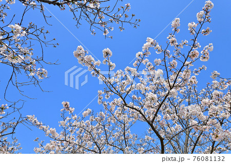 春の風景　桜並木 76081132