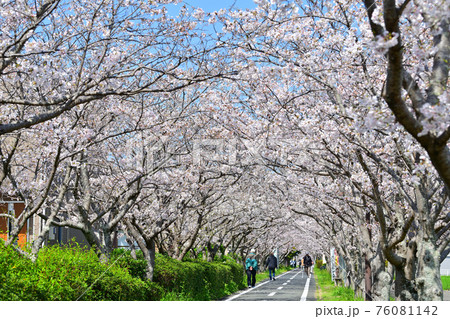 春の風景　桜並木 76081142
