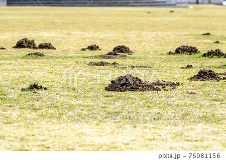 公園　複数のモグラの穴 76081156