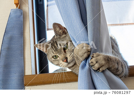 窓辺の猫　サバトラ猫 76081297