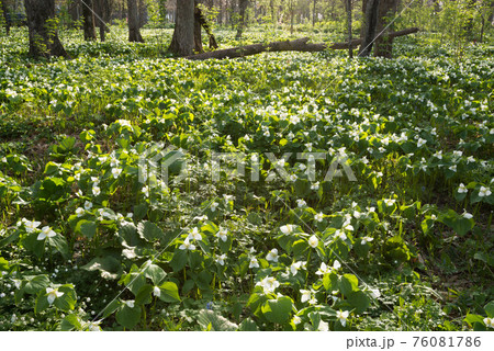 オオバナノエンレイソウ群落 オオバナノエンレイソウ群落 76081786