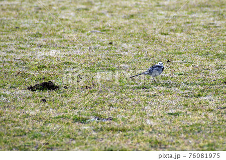 穏やかな公園の風景　小鳥とモグラの穴 76081975
