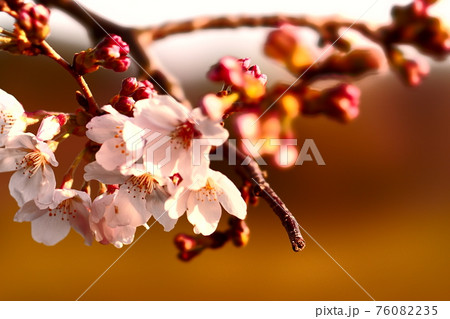 桜のつぼみと開花 桜のつぼみと開花 76082235