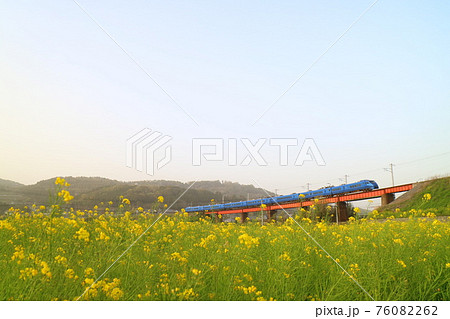 黄色い菜の花畑の横を走る、春の特急「ソニック」 黄色い菜の花畑の横を走る、春の特急「ソニック」 76082262