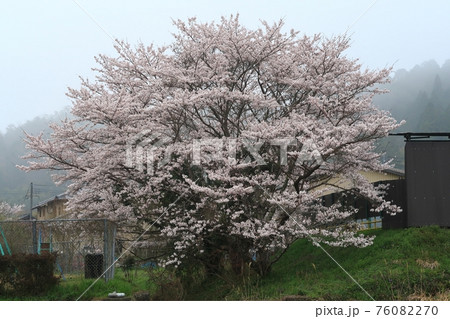 　桜　さくら　満開　　山陰本線　　京都口　園部　船岡　普通　春　花 76082270