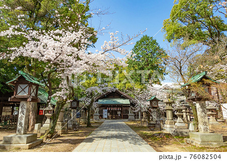 那古野神社、満開の桜〈愛知県名古屋市〉 76082504
