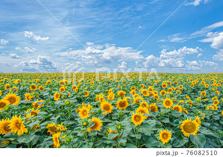 a field in which there are a lot of yellow sunflowers Helianthus under a blue sky with clouds 76082510