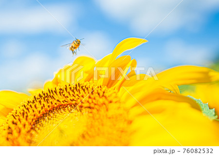 a small bee in pollen flies over a yellow petals of sunflower Helianthus a small bee in pollen flies over a yellow petals of sunflower Helianthus 76082532