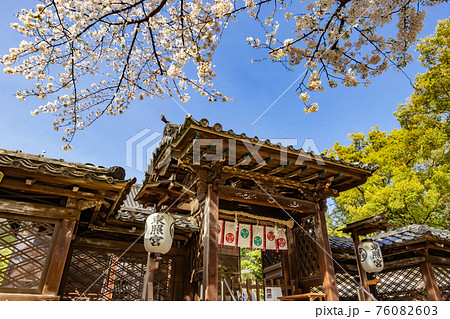 名古屋東照宮、満開の桜〈愛知県名古屋市〉 76082603