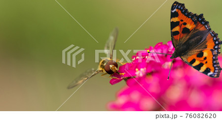 Butterfly urticaria sitting on a flower, top view. Butterfly urticaria sitting on a flower, top view. 76082620