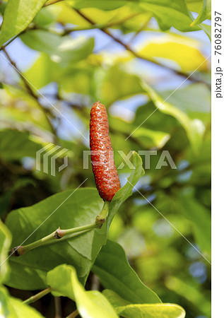 ヒハツモドキ 76082797