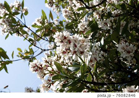 オキナワシャリンバイ オキナワシャリンバイ 76082846