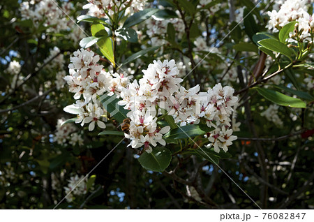 オキナワシャリンバイ 76082847