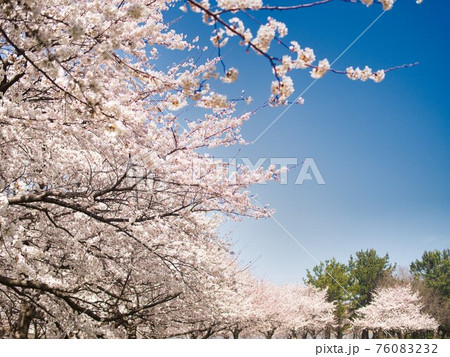 春　桜とビッグスワン 76083232
