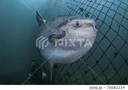 マンボウとダイバー 76083234