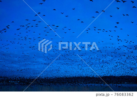 夜明け前のマガンの塒たち 76083362