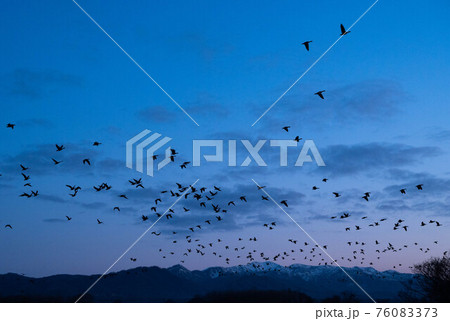 残雪の樺戸山塊をバックにマガンの塒たち 76083373