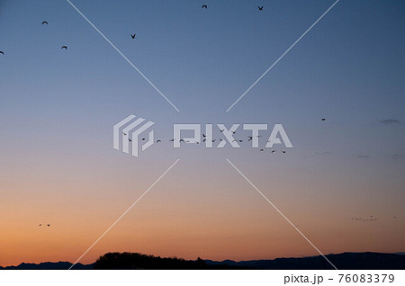 朝焼けをバックに思い思いの所へ飛んでいくマガン達 朝焼けをバックに思い思いの所へ飛んでいくマガン達 76083379