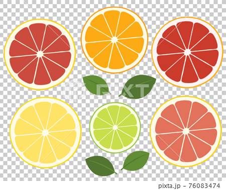 柑橘系フルーツの断面のイラスト素材