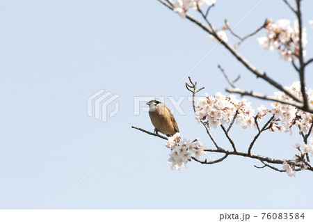 ホオジロ 76083584