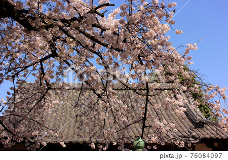 新井薬師の本堂と青空の下で満開になったソメイヨシノ（1） 76084097