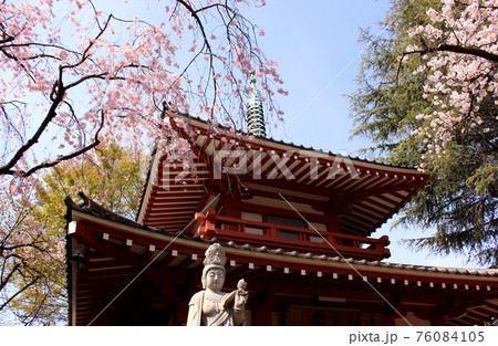 春を迎えた新井薬師の薬師霊堂（4） 76084105