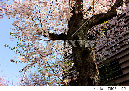 新井薬師山門への参道に咲く満開の桜(1) 新井薬師山門への参道に咲く満開の桜(1) 76084106