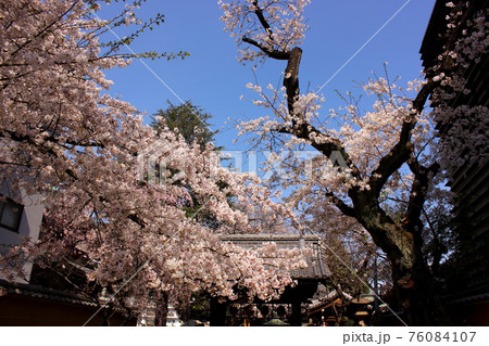 新井薬師山門への参道に咲く満開の桜(2) 新井薬師山門への参道に咲く満開の桜(2) 76084107