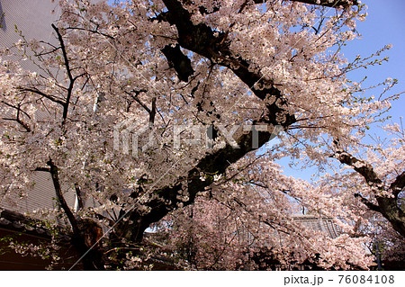 新井薬師山門への参道に咲く満開の桜(3) 新井薬師山門への参道に咲く満開の桜(3) 76084108