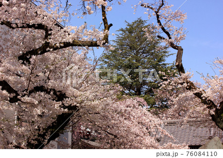 新井薬師山門への参道に咲く満開の桜（5） 76084110