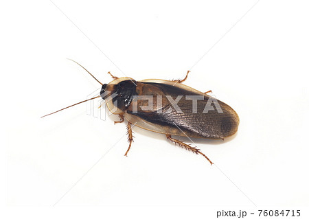 白背景のゴキブリのオスの成虫 デュビア アルゼンチンゴキブリ の写真素材
