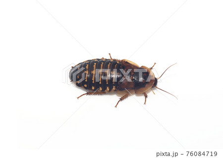 白背景のゴキブリのメスの成虫(デュビア、アルゼンチンゴキブリ)	 76084719