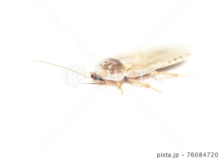 白背景の脱皮したてのゴキブリのオスの成虫(デュビア、アルゼンチンゴキブリ) 白背景の脱皮したてのゴキブリのオスの成虫(デュビア、アルゼンチンゴキブリ) 76084720