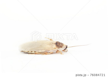 白背景の脱皮したてのゴキブリのオスの成虫 デュビア アルゼンチンゴキブリ の写真素材