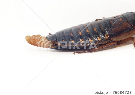 白背景のゴキブリのメスの成虫 デュビア アルゼンチンゴキブリ の写真素材