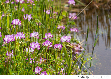 田んぼに可愛いレンゲの花が咲く 田んぼに可愛いレンゲの花が咲く 76084998