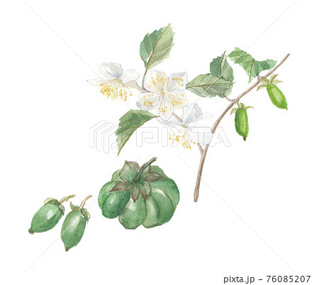 マタタビ 花と虫癭果のイラスト素材