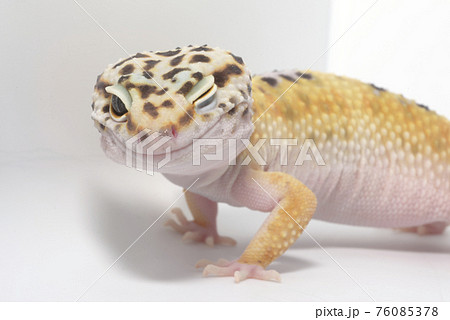 ヒョウモントカゲモドキ 76085378