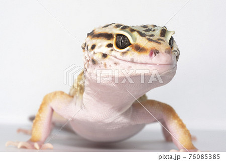 ヒョウモントカゲモドキ 76085385