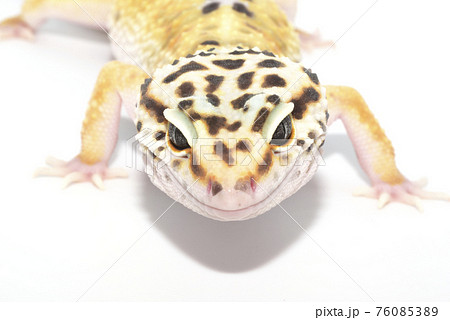 ヒョウモントカゲモドキの写真素材